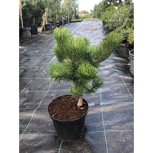 Pušis juodoji  "Oregon green" C5