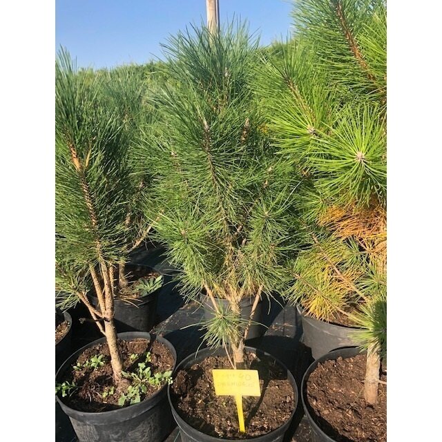 Pušis juodoji "Pyramidalis" C5