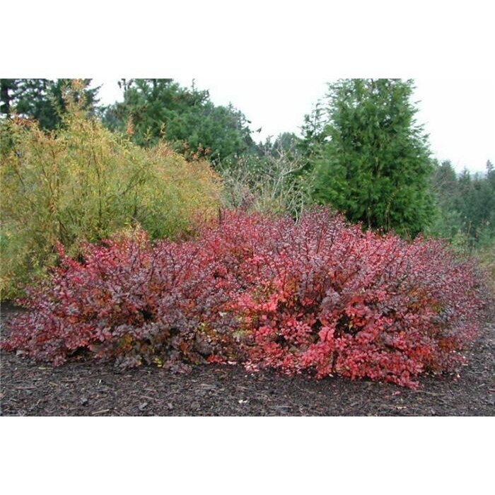 Raugeriškis tunbergo "Atropurpurea Nana" C3 2 Raugeriškis tunbergo "Atropurpurea Nana" C3 2