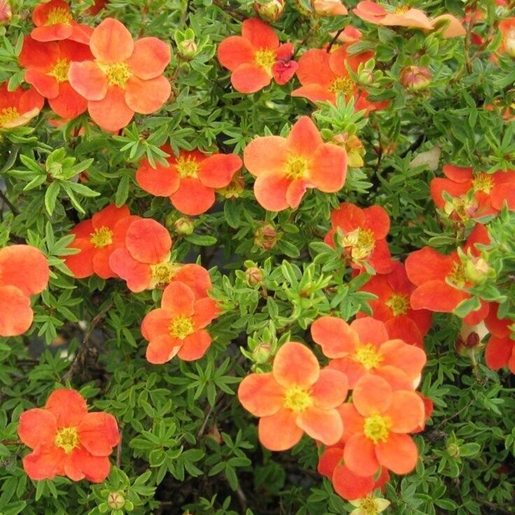 Sidabrakrūmis paprastasis "Hopleys orange" C3 Sidabrakrūmis paprastasis "Hopleys orange" C3