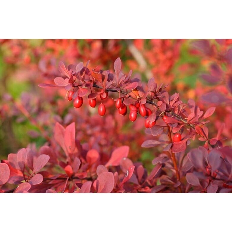 Raugeriškis tunbergo  "Atropurpurea Nana" C3 1
