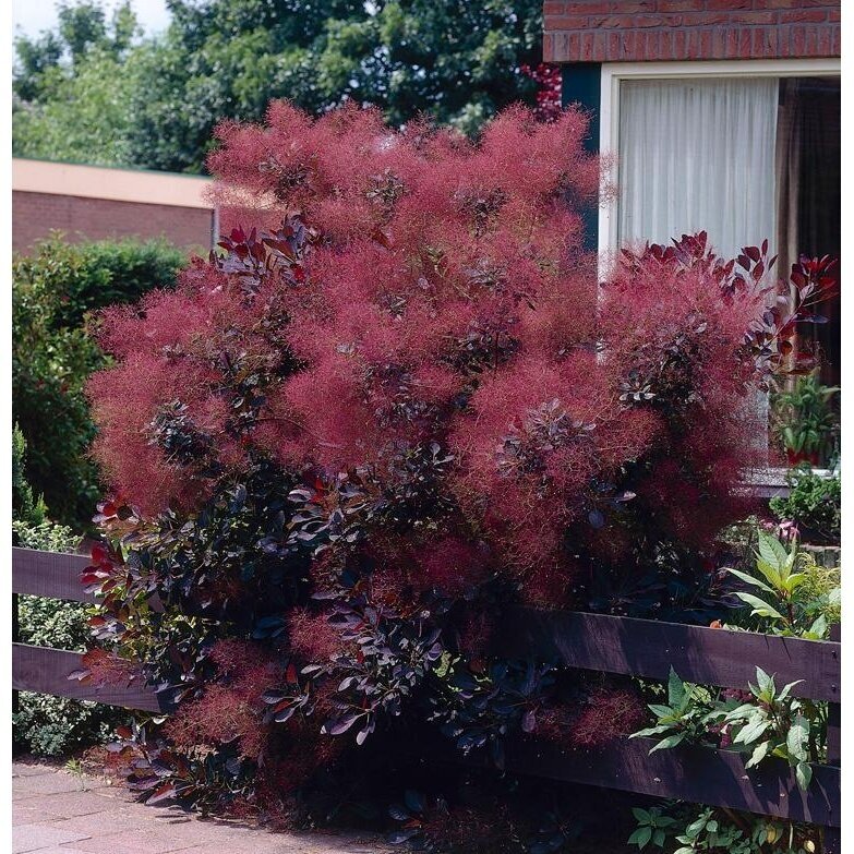 Pūkenis europinis "Royal purple" C5 Pūkenis europinis "Royal purple" C5