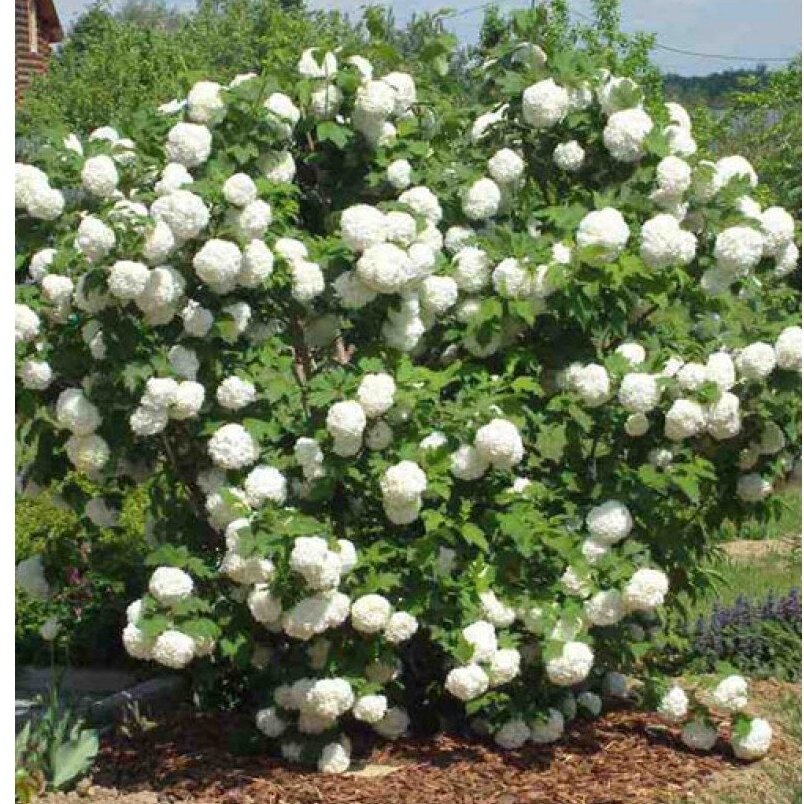 Putinas paprastasis "Roseum" C7,5 1