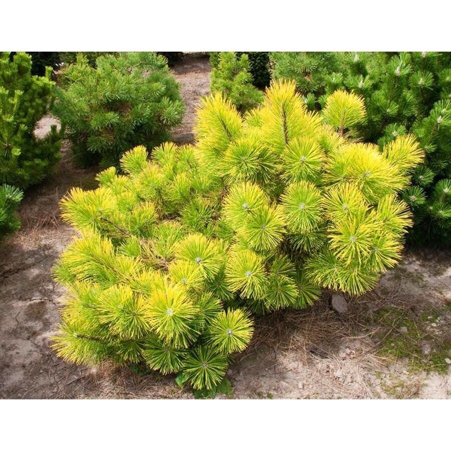Pušis japoninė (Tunbergo) "Ogon" C5 2 Pušis japoninė (Tunbergo) "Ogon" C5 2