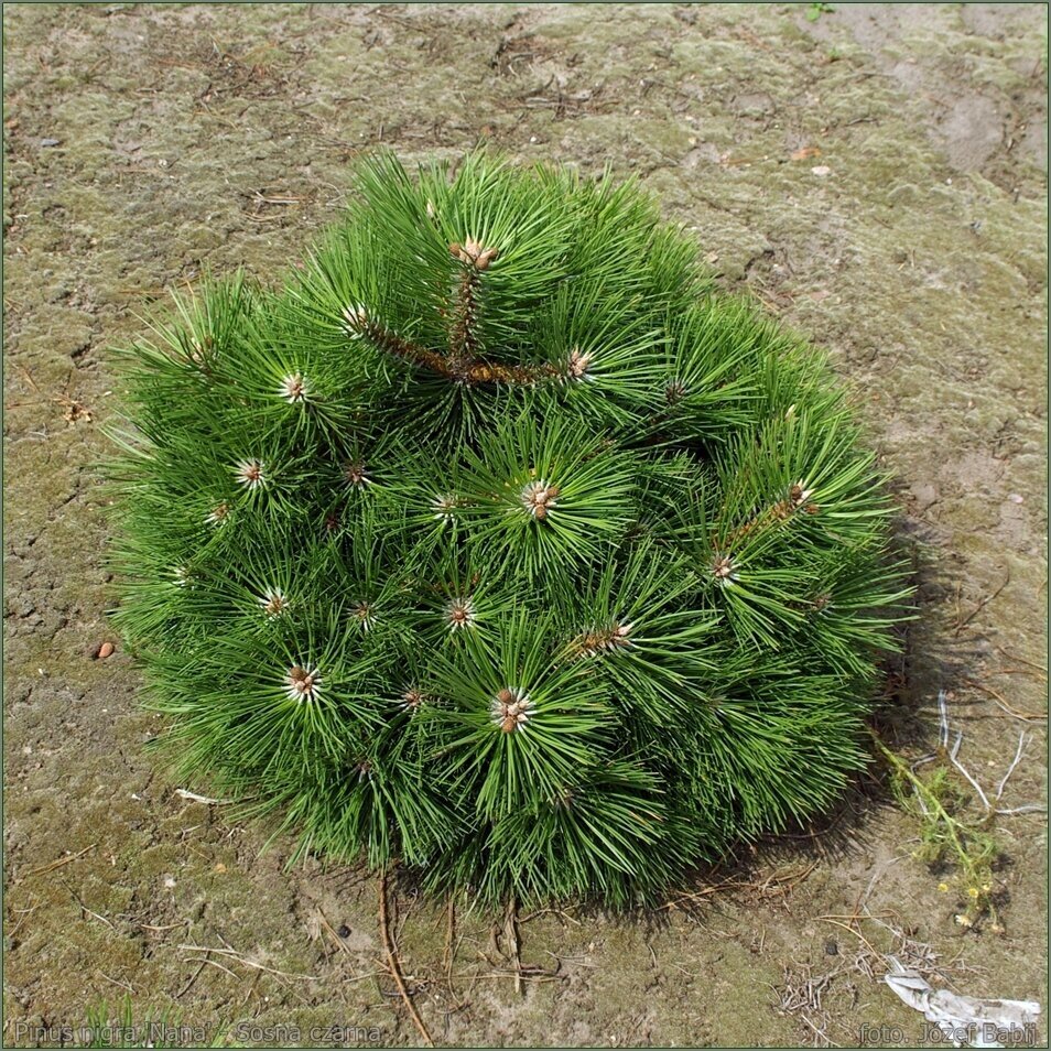 Pušis juodoji "Nana" C10 Pušis juodoji "Nana" C10