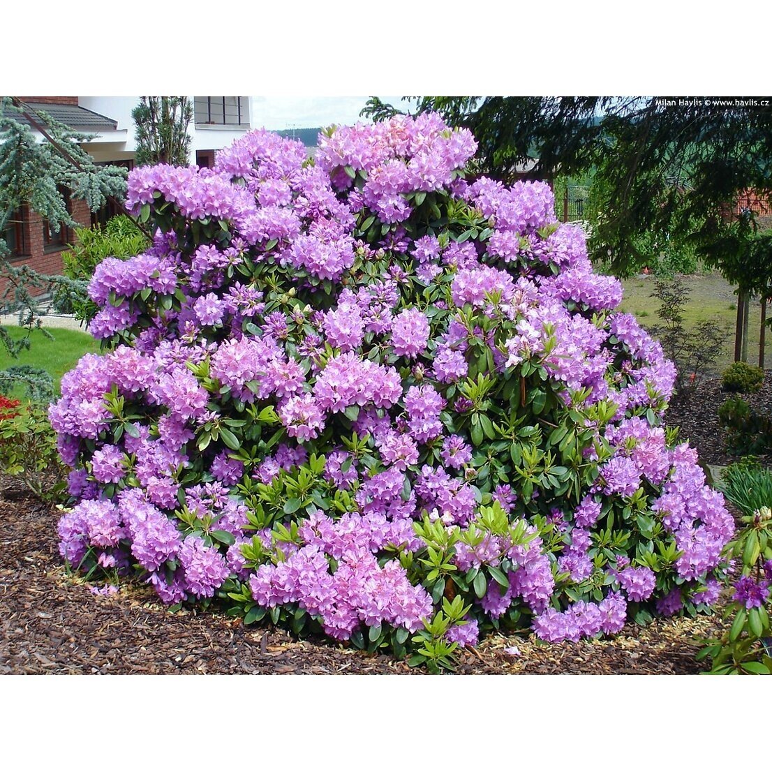 Rododendras "Catawbiense Grandiflorum" C20 3 Rododendras "Catawbiense Grandiflorum" C20 3