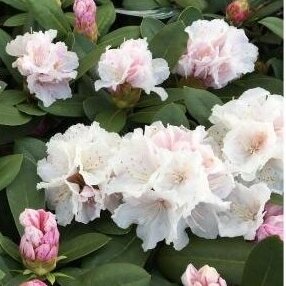 Rododendras "Cunningham's white" C5 Rododendras "Cunningham's white" C5