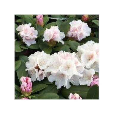 Rododendras "Cunningham's white" C5