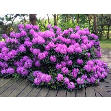 Rododendras "Roseum elegans" C10