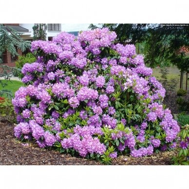 Rododendras "Catawbiense Grandiflorum" C20 3