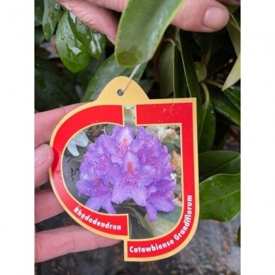 Rododendras "Catawbiense Grandiflorum" C20 1