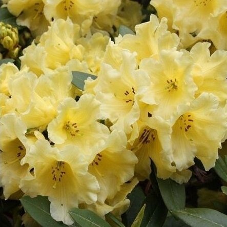Rododendras "Elsie Straver" C5