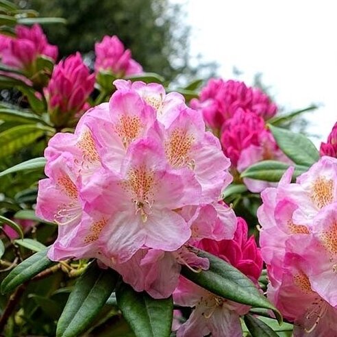 Rododendras "Brigitte" C5