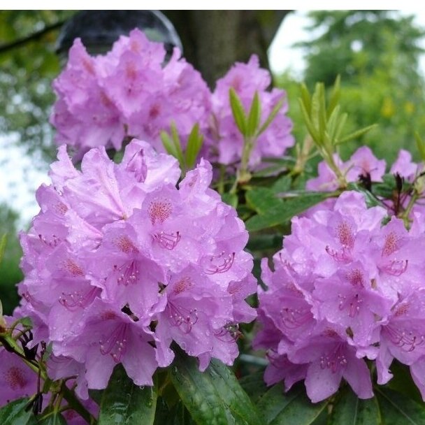 Rododendras "Catawbiense Grandiflorum" C20
