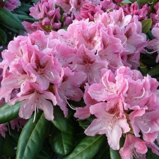 Rododendras "Cosmopolitan" C5