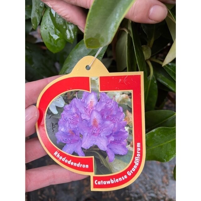 Rododendras "Catawbiense Grandiflorum" C20 1