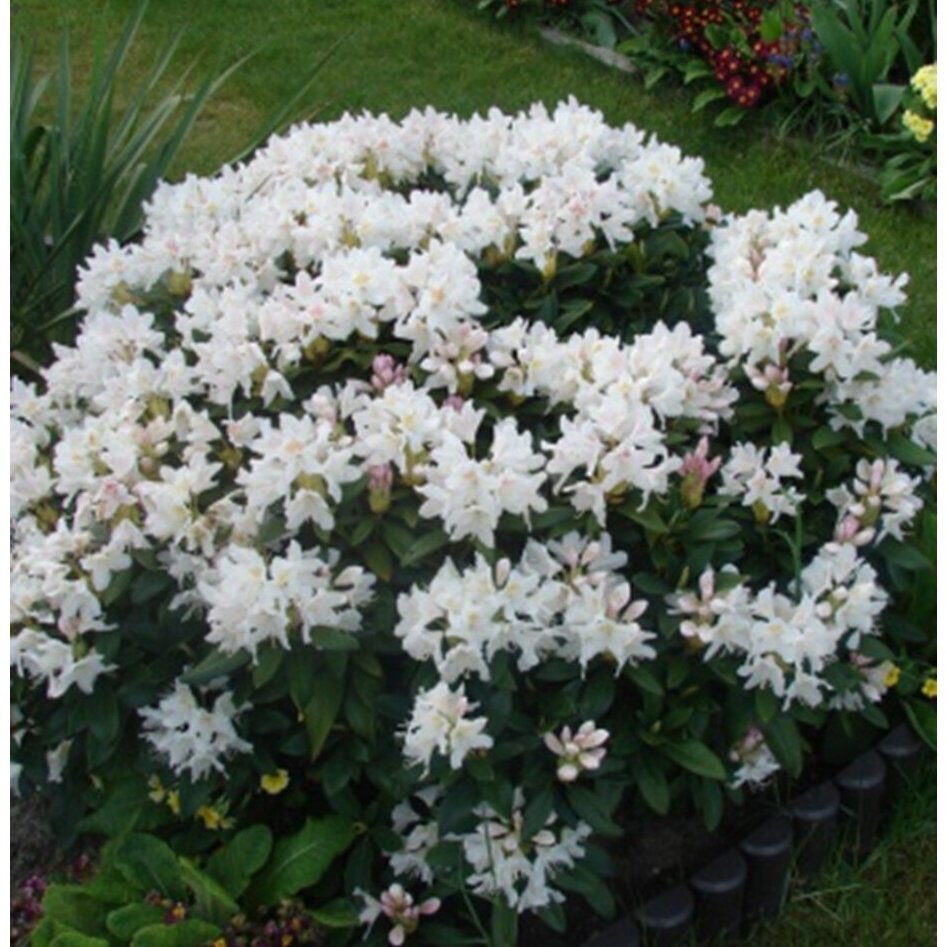 Rododendras "Cunningham's white" C5 1 Rododendras "Cunningham's white" C5 1
