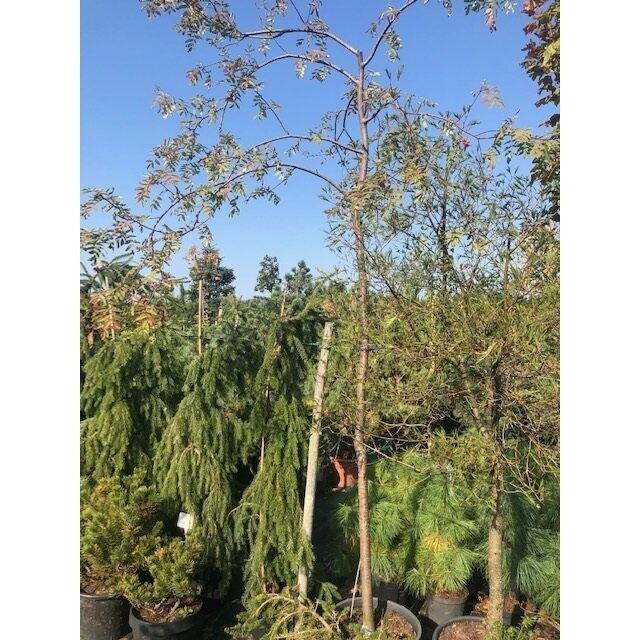Šermukšnis paprastasis "Pendula" C20 1