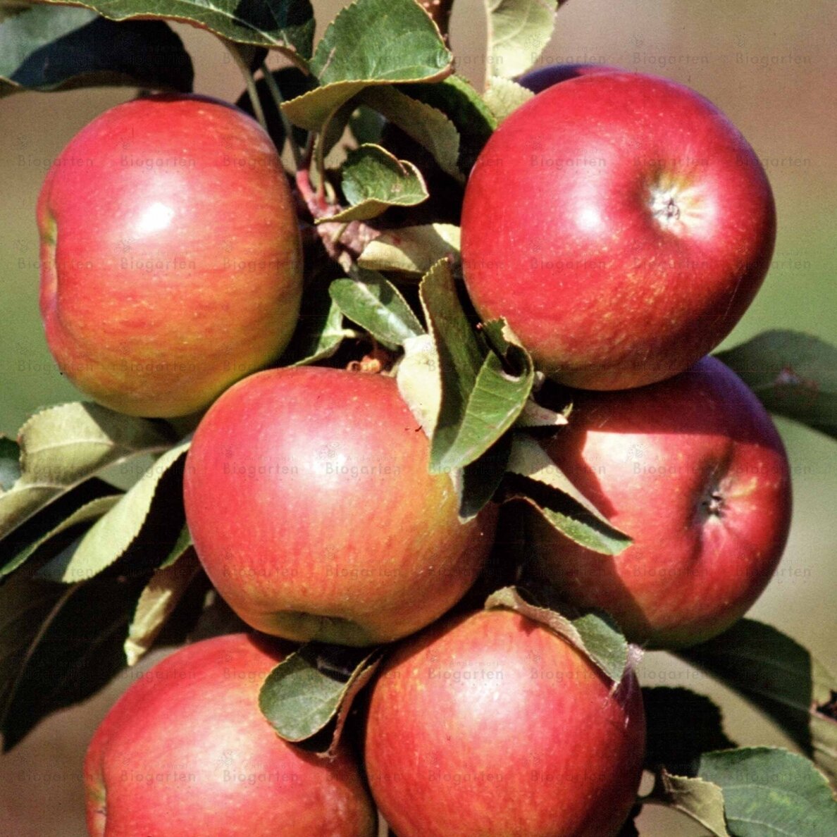 Obelis koloninė "Pomredrobust" C5 Obelis koloninė "Pomredrobust" C5