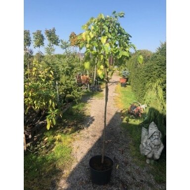 Šilkmedis baltasis "Pendula" C10