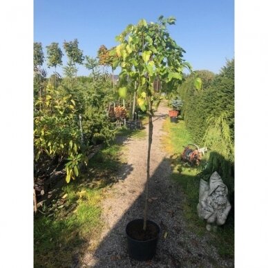 Šilkmedis baltasis "Pendula" C10