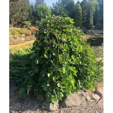 Šilkmedis baltasis "Pendula" C5 1 Šilkmedis baltasis "Pendula" C5 1